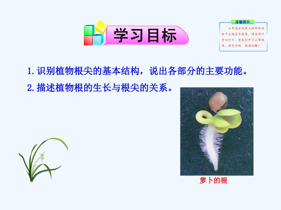 《植物根的生长》课件_第3页