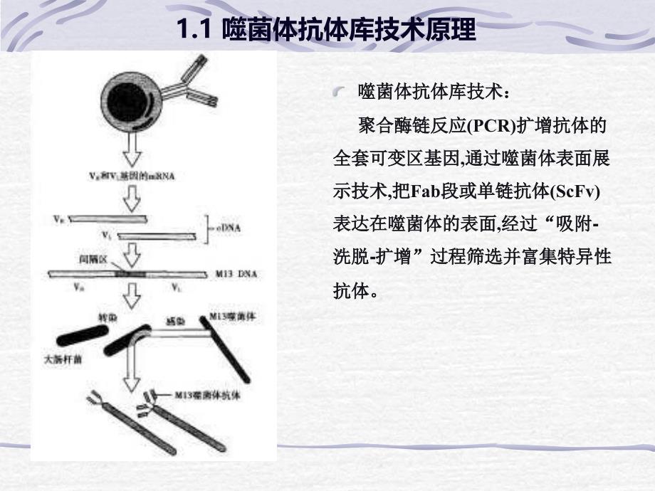 噬菌体抗体库技术资料_第4页