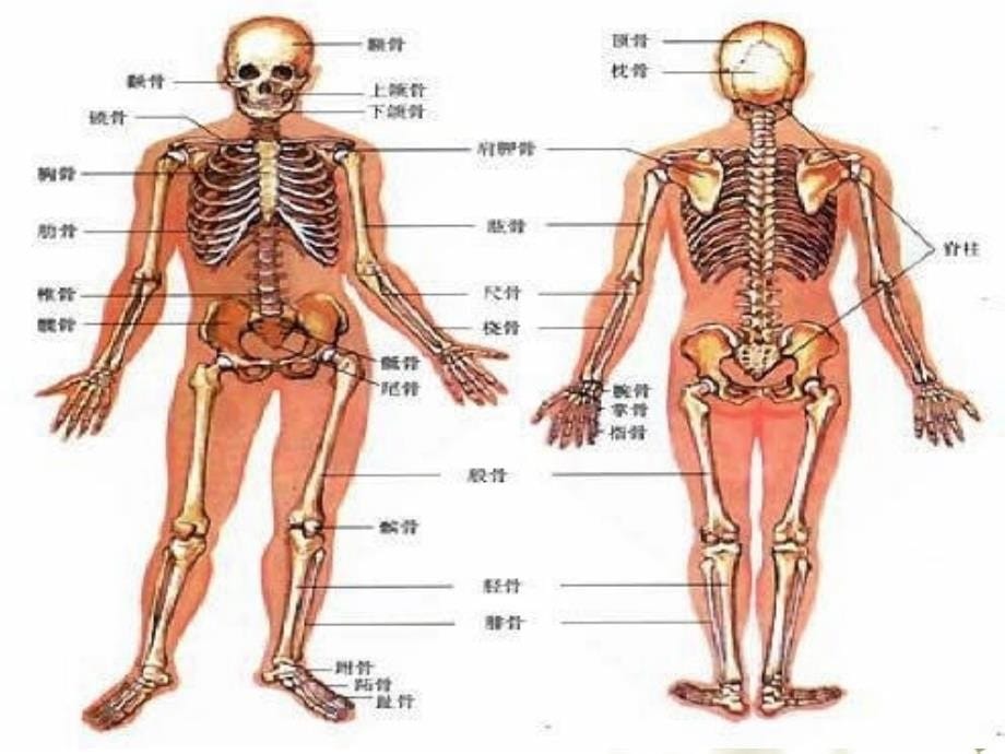 军事训练伤的防护资料_第5页