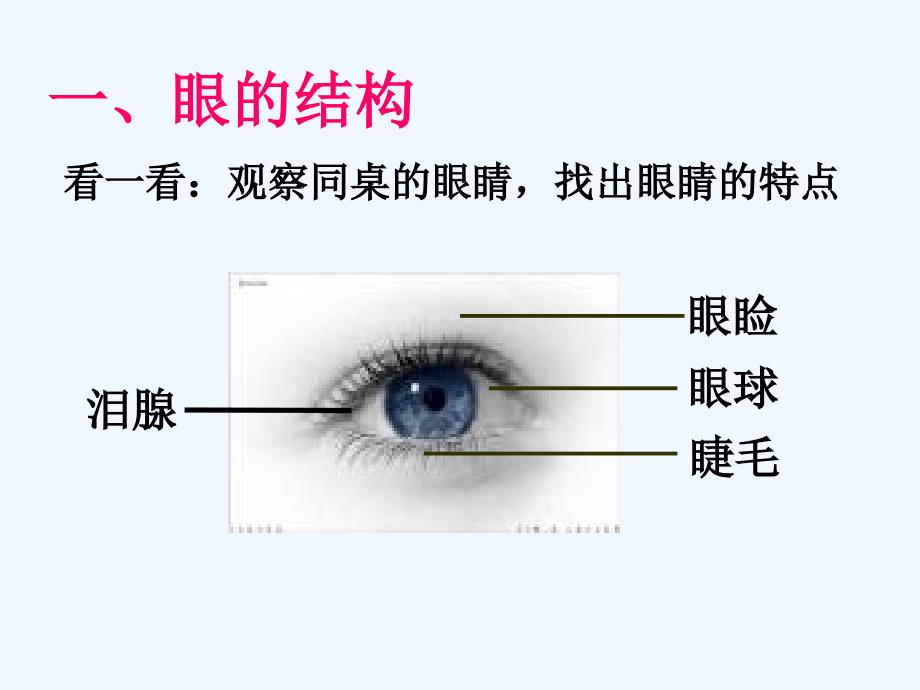 《感受器和感觉器官》课件3_第2页