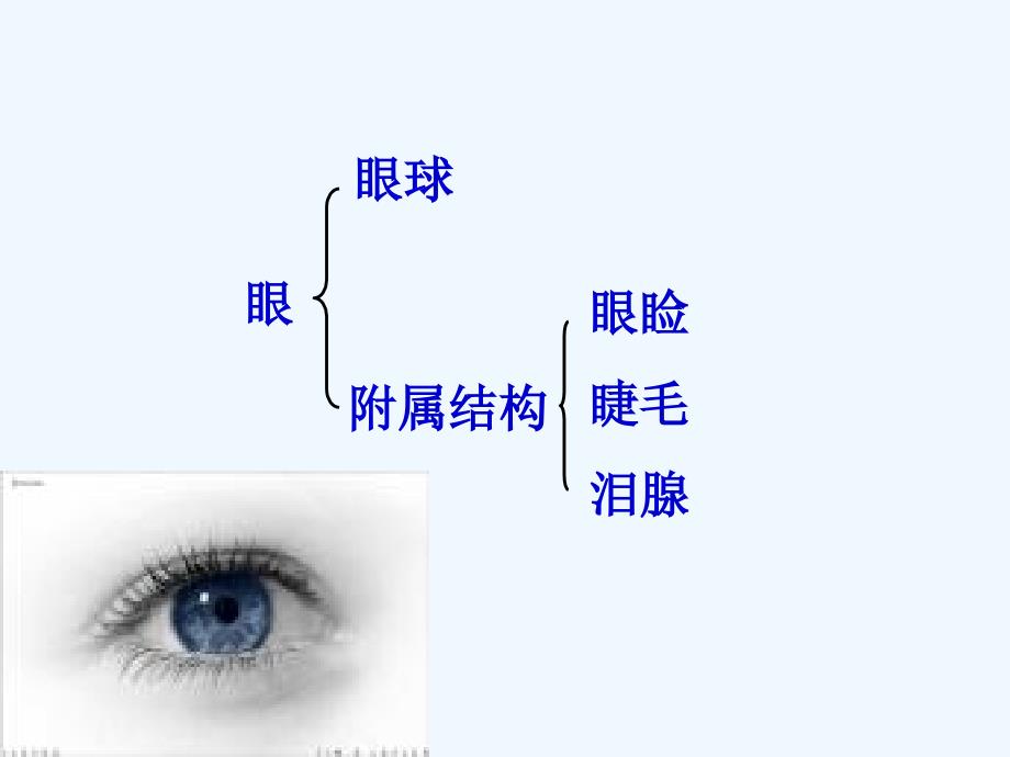 《感受器和感觉器官》课件3_第3页