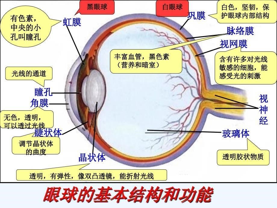 《感受器和感觉器官》课件3_第5页