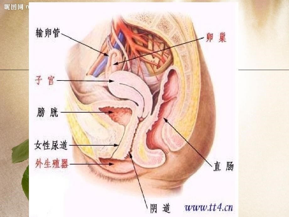 产前护理与准备工作_第5页