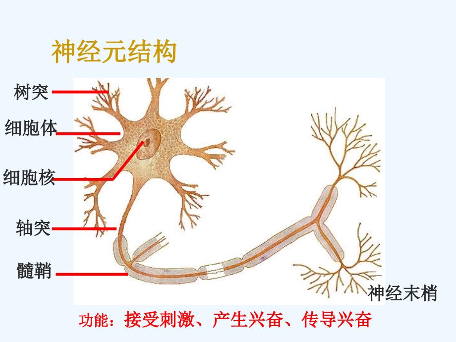 《人体的神经调节》课件3_第3页