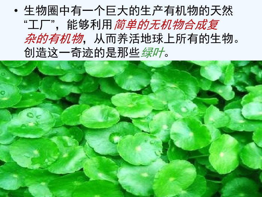 《绿色植物是生物圈中有机物的制造者》课件3_第4页