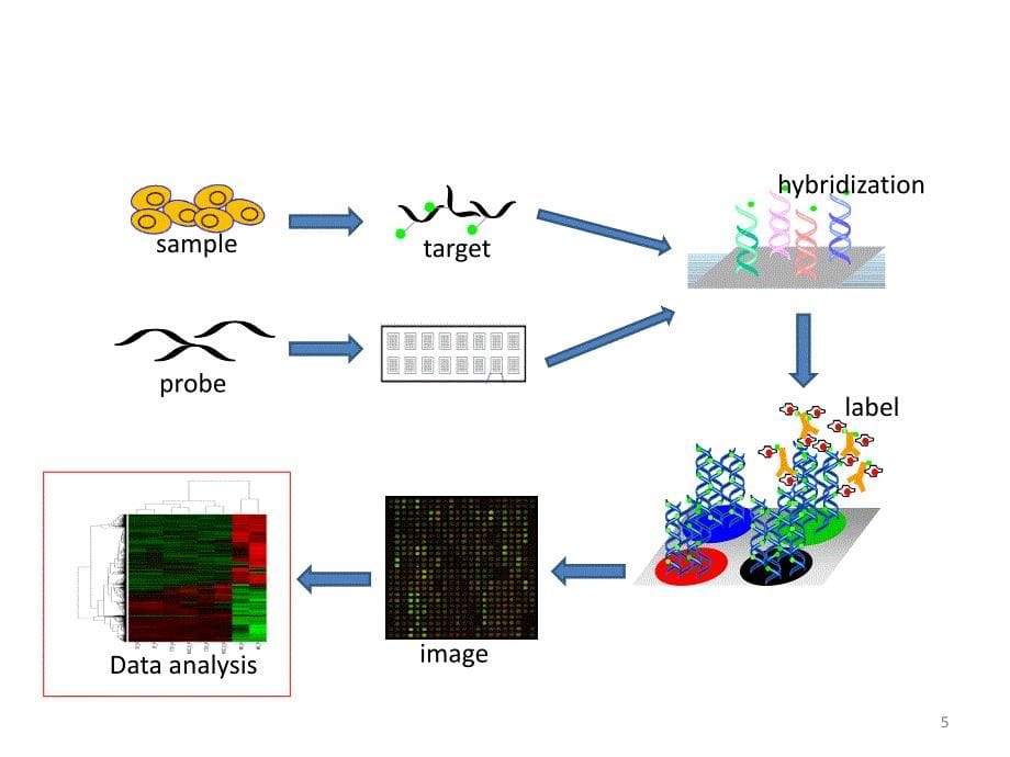 基因芯片分析资料_第5页