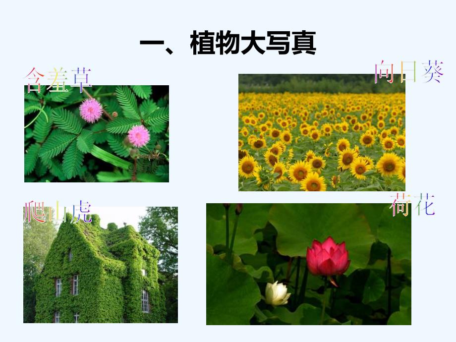 《植物夏令营》课件_第3页