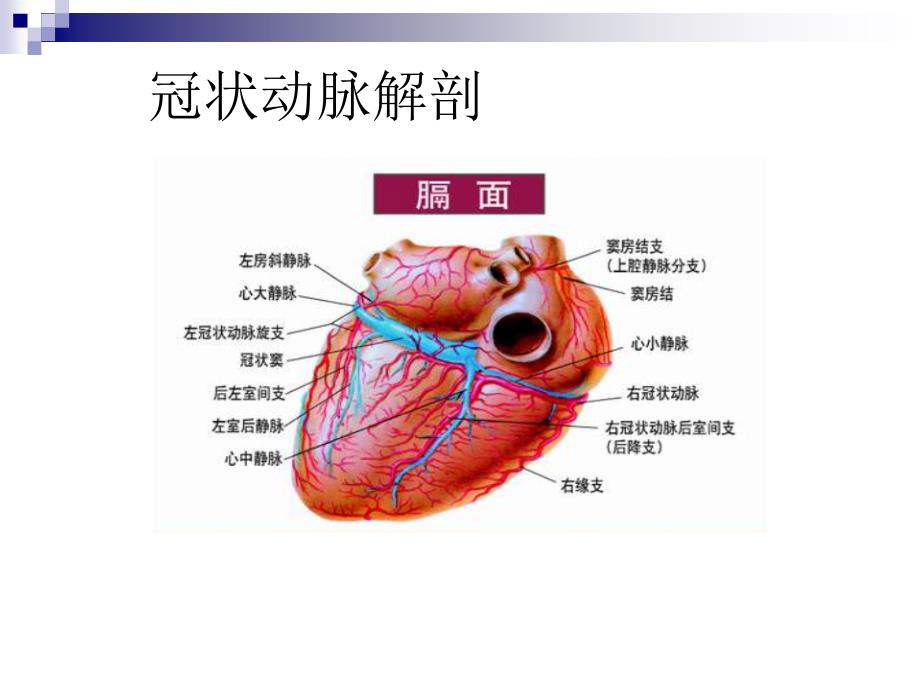 冠状动脉生理及特点资料_第3页