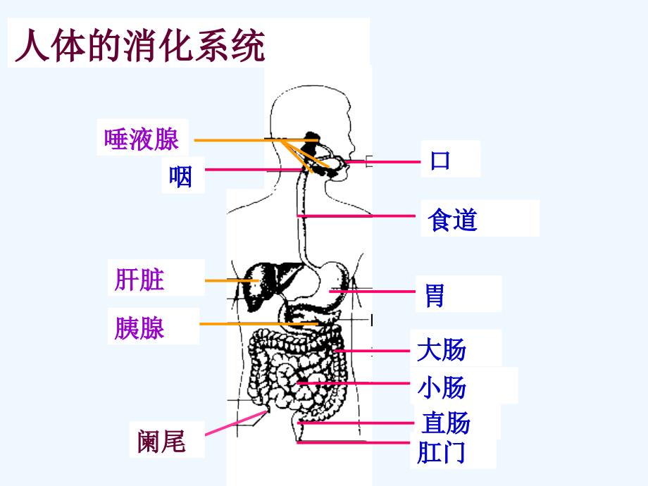 《主动运输》课件2_第4页