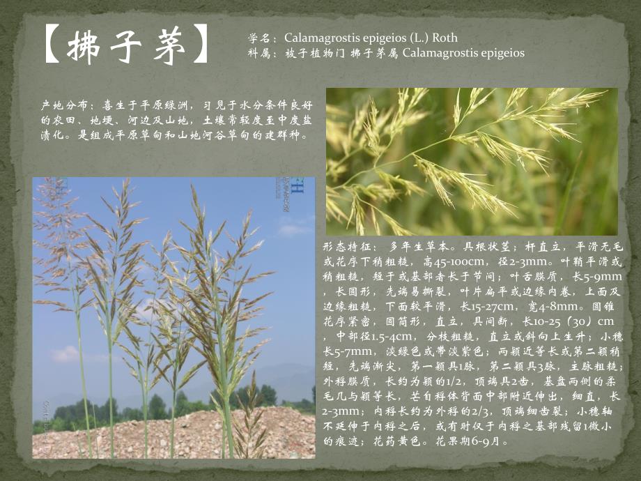 珠山林场植物图鉴_第3页