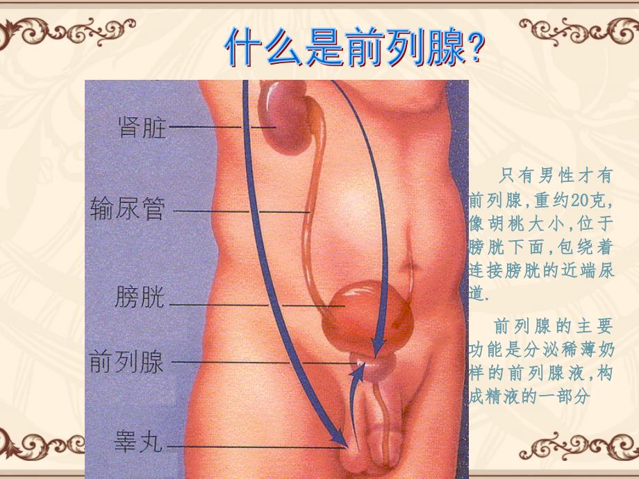 良性前列腺增生及治疗ppt_第3页