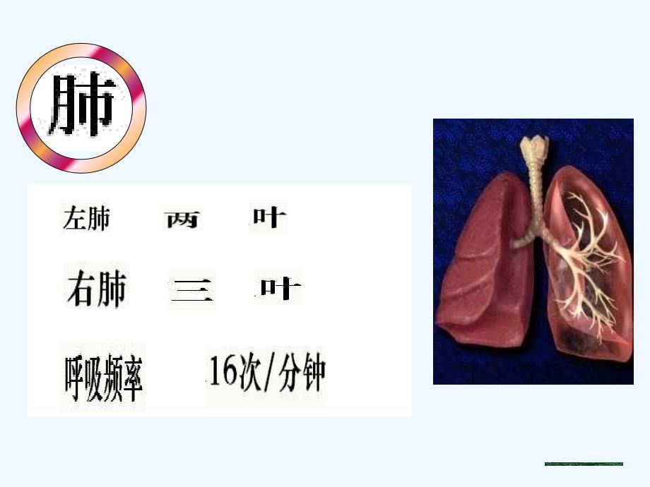 《发生在肺内的气体交换》课件1_第4页