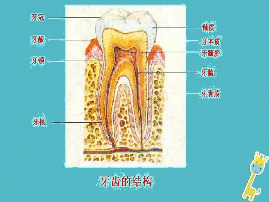 安徽省合肥市长丰县七年级生物下册 4.2.2《消化和吸收》课件4 （新版）新人教版_第4页