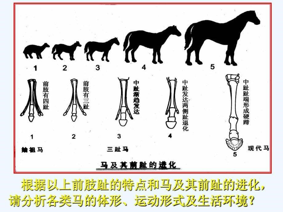 《生物进化》课件1_第5页