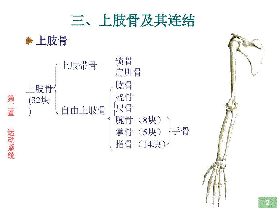 运动解剖学骨形态观察_第2页