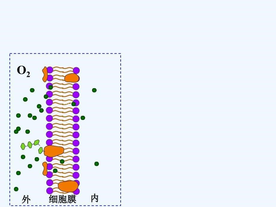 《物质跨膜运输的方式》课件1_第5页