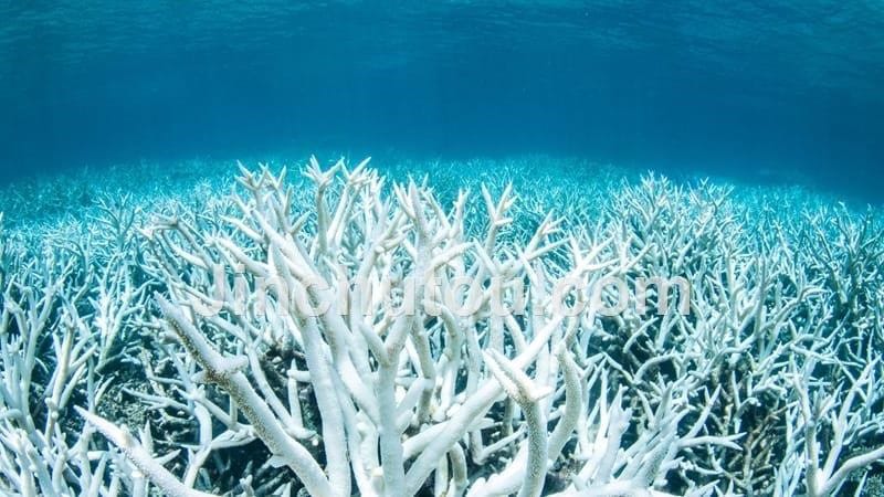 珊瑚礁生态系统_第5页