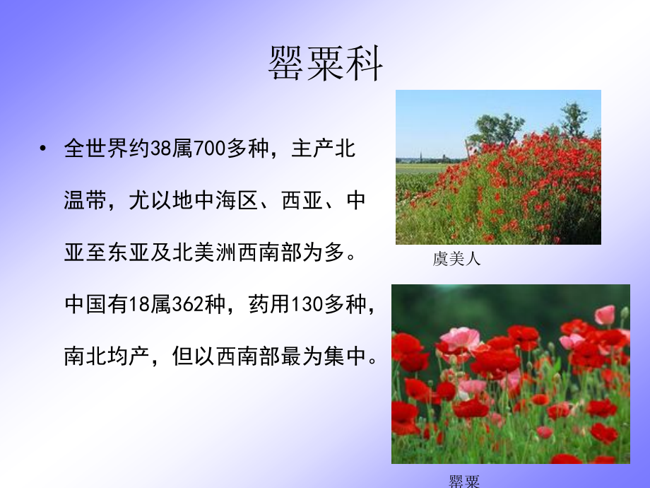 罂粟科、十字花科、景天科、蔷薇科_第2页