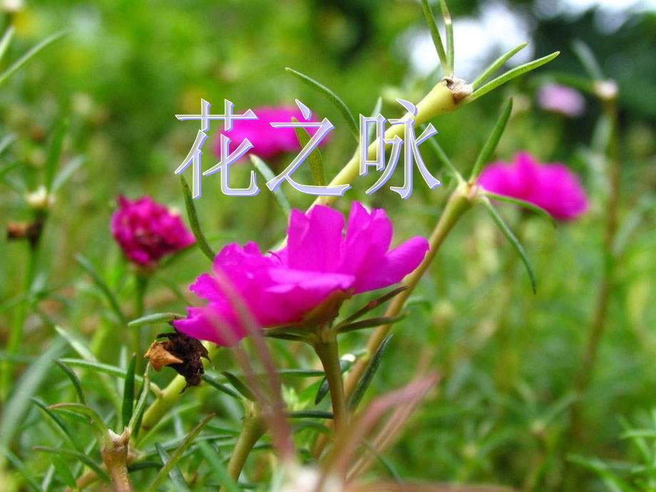 《花之咏》课件1_第1页