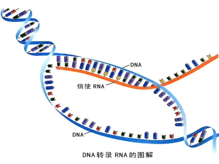 原核生物 转录_第3页