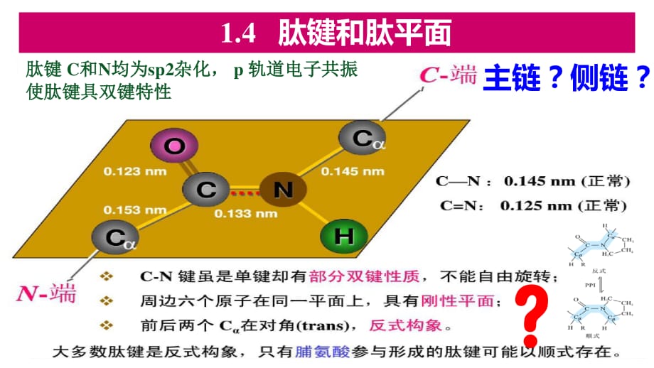 肽键和肽平面资料_第3页