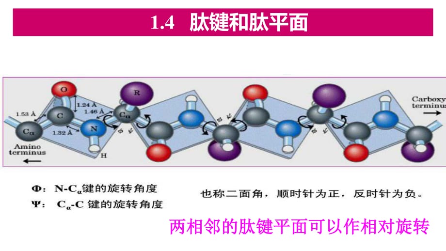 肽键和肽平面资料_第4页