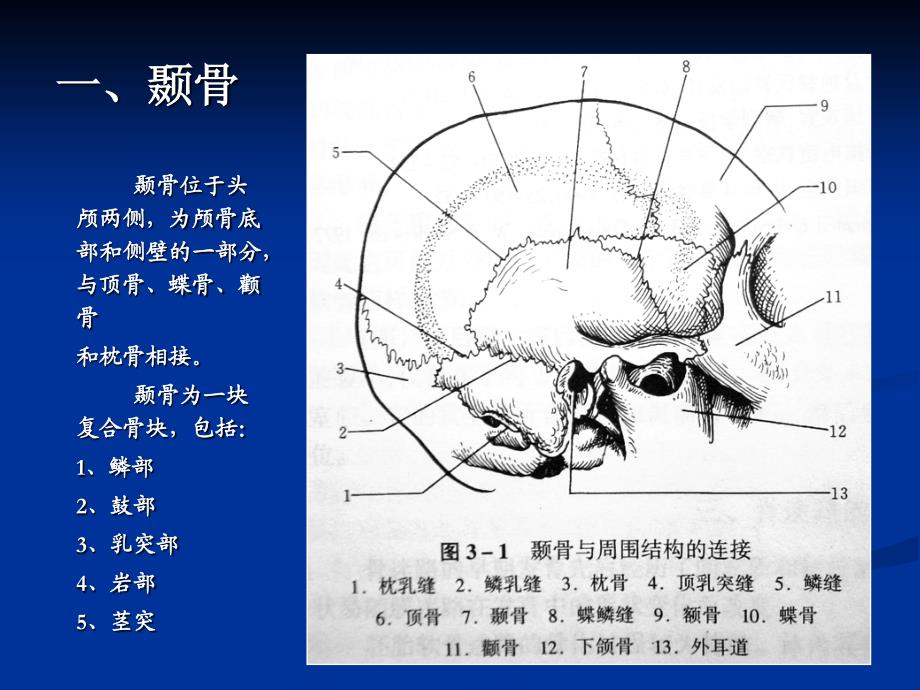 听觉系统的解剖_第4页