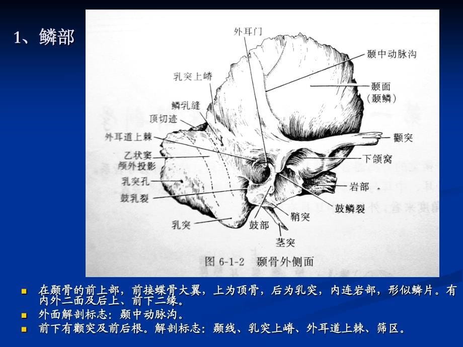 听觉系统的解剖_第5页