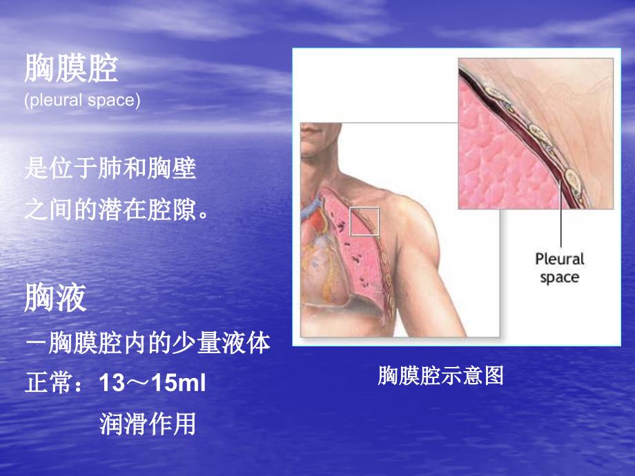 胸腔积液ppt资料_第3页