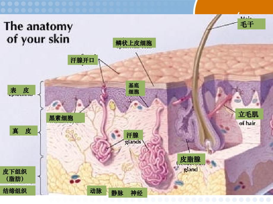 皮肤组织解剖学67935资料_第3页