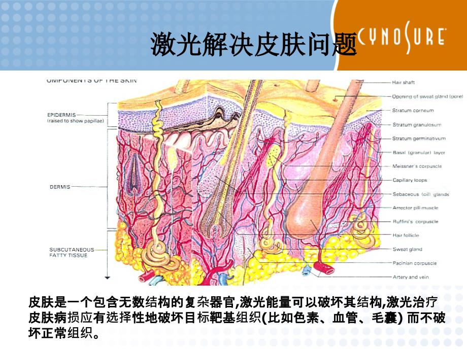 皮肤组织解剖学67935资料_第4页