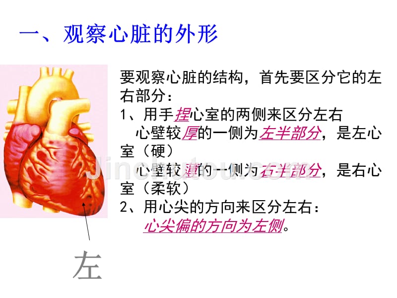 科学--解剖猪心脏资料_第2页