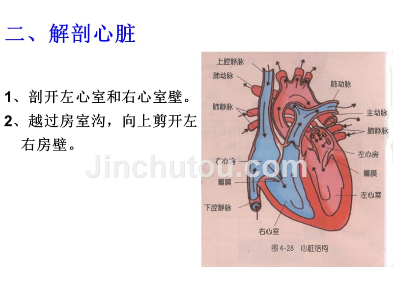 科学--解剖猪心脏资料_第3页