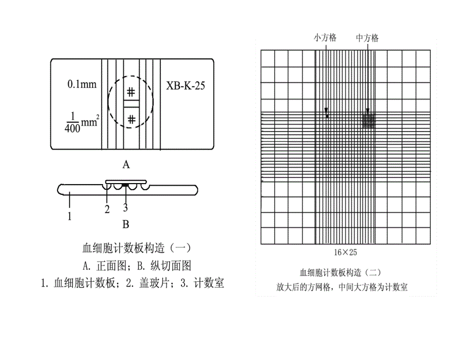 血球计数板使用及相关计算资料_第3页