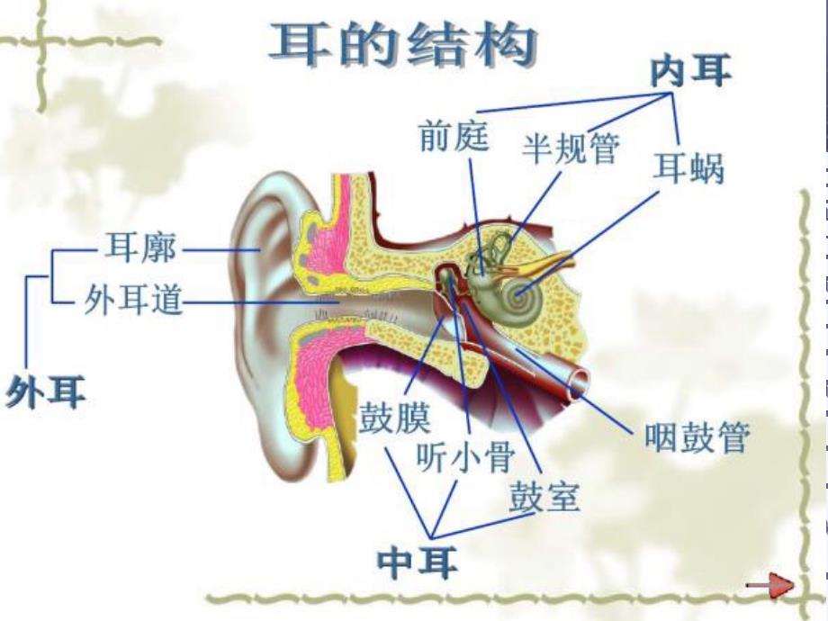 生物人教版七年级下册第一节人体对外界环境的感知2——耳和听觉.ppt_第3页