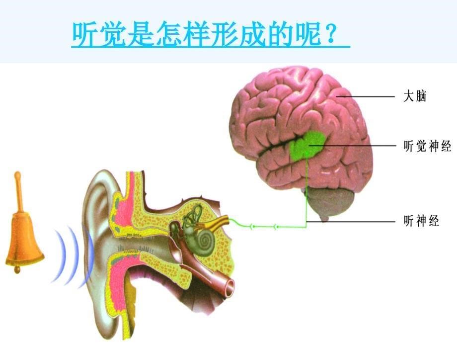 生物人教版七年级下册第一节人体对外界环境的感知2——耳和听觉.ppt_第5页