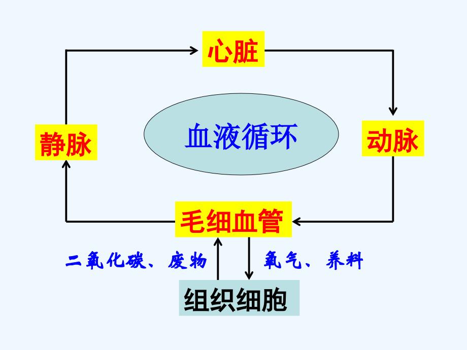 生物人教版七年级下册血液循环的途径（2）_第1页