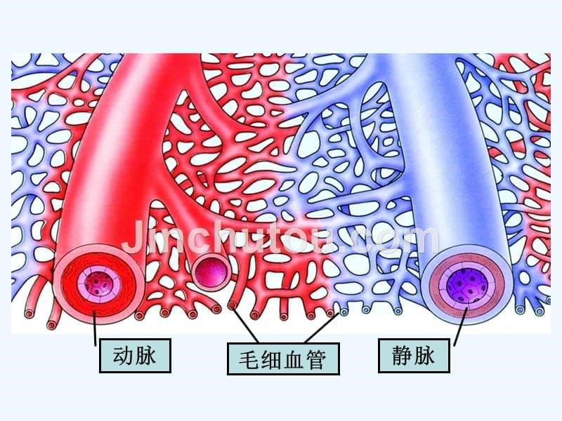 生物人教版七年级下册循环系统_第5页