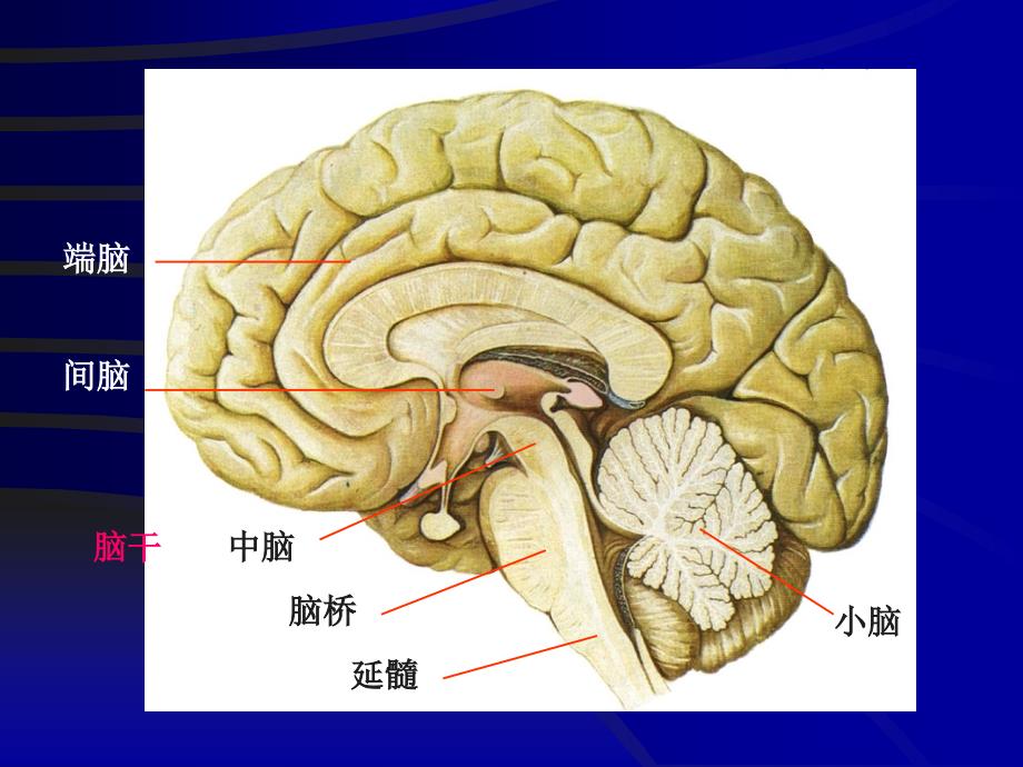 人解ppt脑和脑神经等2_第3页