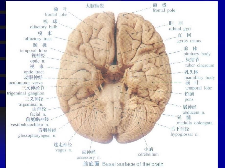 人解ppt脑和脑神经等2_第5页