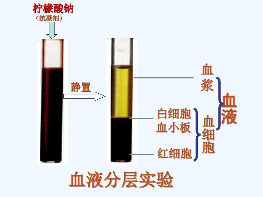 生物人教版七年级下册流动的组织和血液_第5页