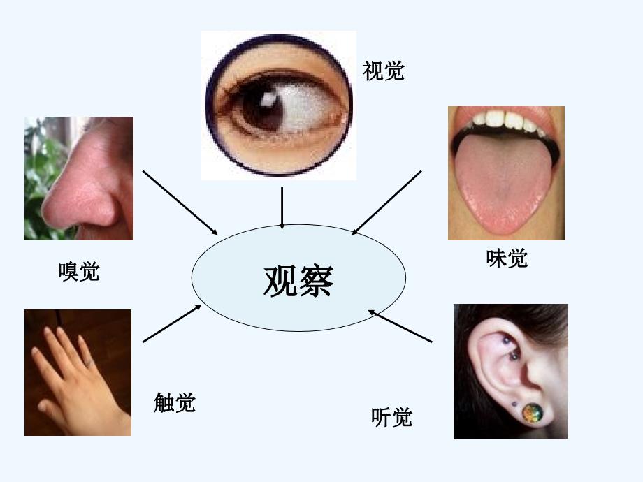 生物人教版七年级下册第六章 第一节 人体对外界环境的感知_第4页