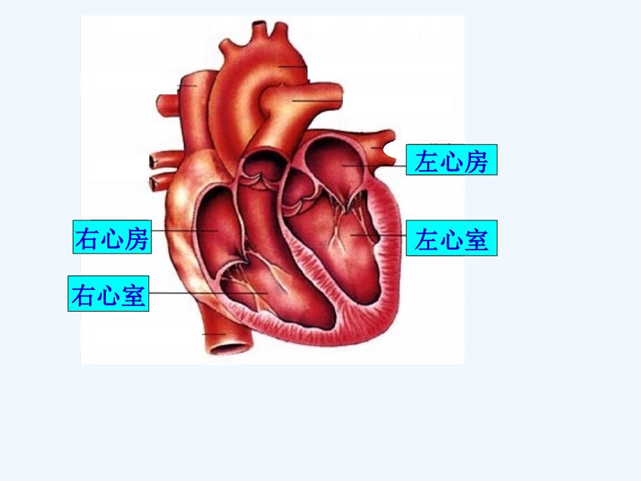 生物人教版七年级下册血液循环路径_第2页