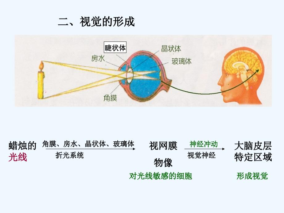 生物人教版七年级下册眼与视觉ppt 眼与视觉动画_第3页