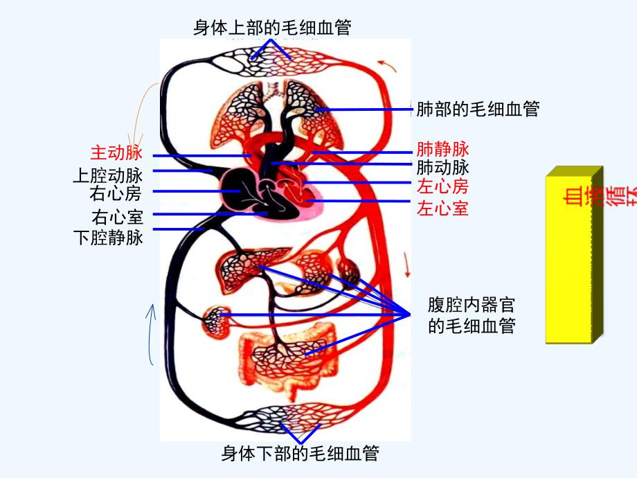 生物人教版七年级下册输送血液的泵——心脏（第二课时）_第4页