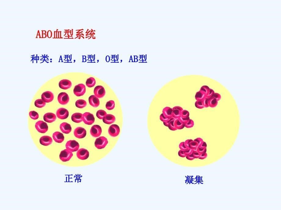 生物人教版七年级下册输血雨血型_第5页