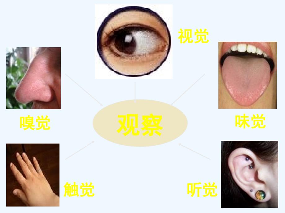 生物人教版七年级下册眼和视觉 ppt_第2页