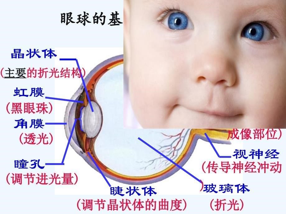 生物人教版七年级下册眼和视觉 ppt_第5页