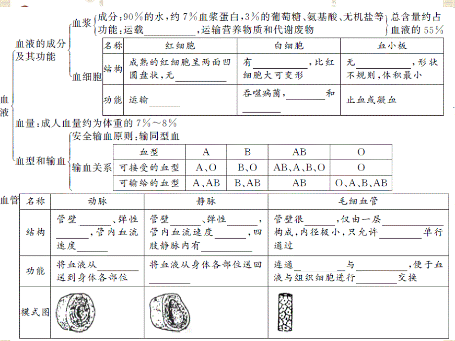 中考精英生物人教版课件第四章　人体内物质的运输_第4页