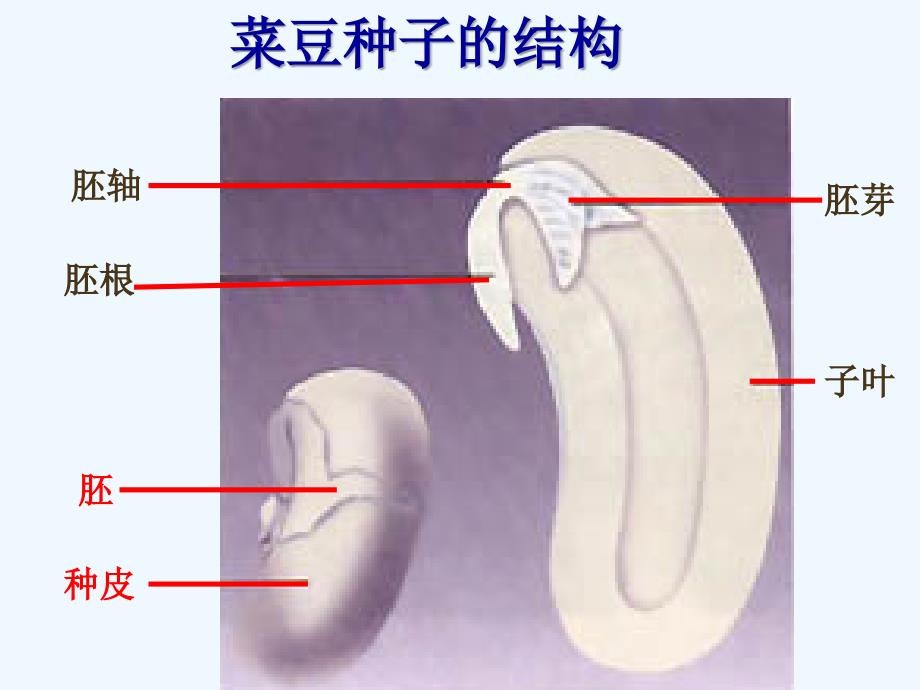 生物人教版七年级上册种子植物ppt_第4页